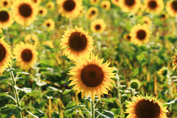 Sunflowers field