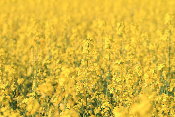 Rape field