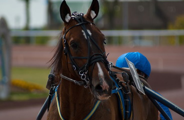 cheval de course