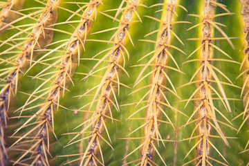 cactus thorns, closeup view