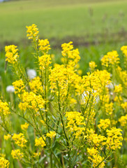 Obraz premium yellow flowers