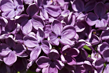 Lilac in bloom.