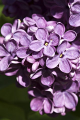 Lilac in bloom.