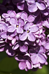 Lilac in bloom.