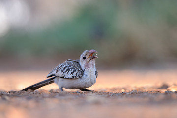 Damara Hornbill feeding on ground.