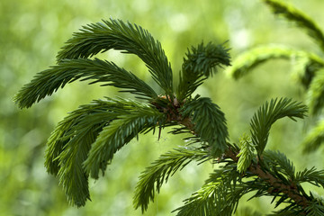 New sprouts of a fir-tree.