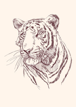 Tiger hand drawn