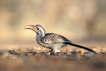 Damara Hornbill feeding on ground.