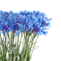 Obraz premium Blue cornflower flowers bouquet in vase isolated