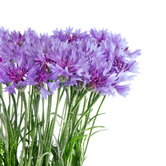 Fototapeta premium Cornflower flowers bouquet isolated on white background