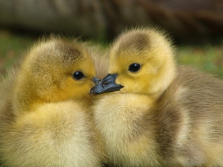 Goslings