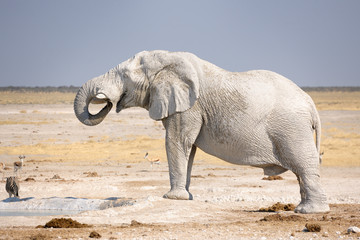 Fototapeta na wymiar Słoń afrykański pitnej w wodopoju.