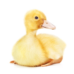 duckling