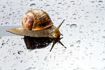 A snail on a glass surface with water drops