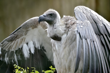 Closeup white-backed vulture (Gyps africanus)
