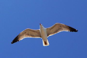 Mouette en vol