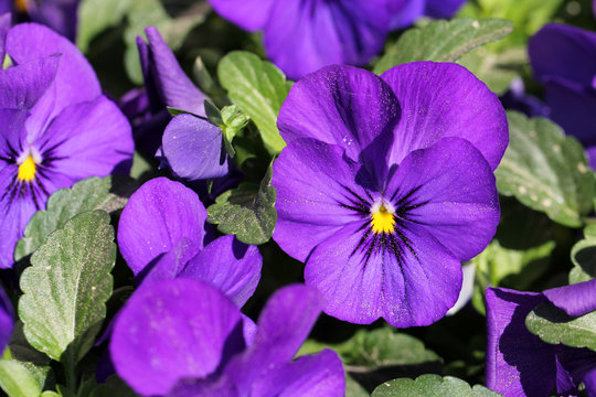Fototapeta Purple Pansy Flowers