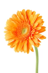 Printed kitchen splashbacks Gerbera Orange gerbera daisy flower