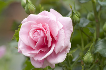 Pink rose in a garden