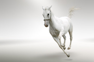 Naklejka na ściany i meble Biały koń