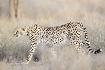 Cheetah walking in grass.
