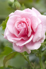 Pink rose in a garden