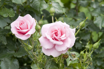 Pink roses in a garden
