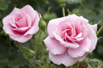 Two pink roses