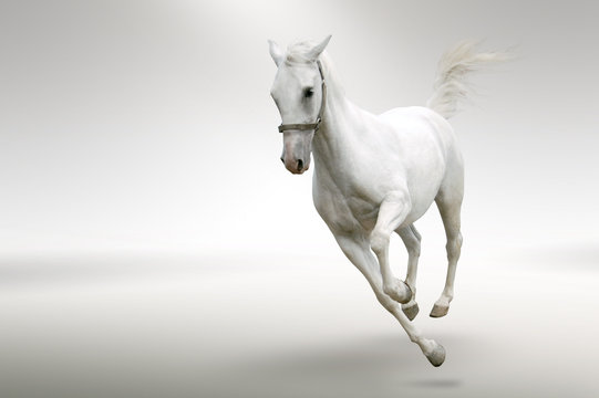 White horse © Mrkvica
