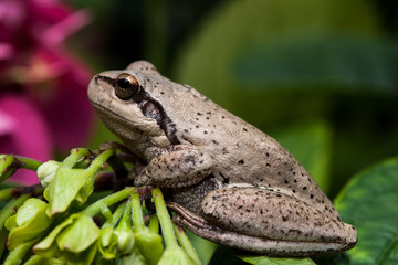 petite grenouille rainette