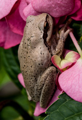 petite grenouille rainette