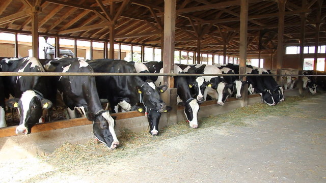 Holstein Cows on Farm