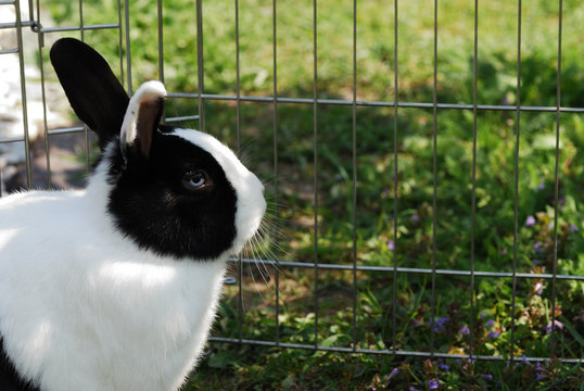 schwarzer hase hinter gitter schaut