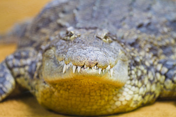 Obraz premium crocodile jaws