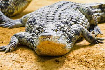 Alligator ready to strike