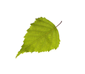 Birch leaf  Isolated on white