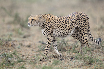 Cheetah walking in rain.