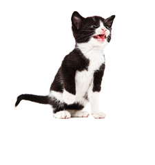 Kleines K&auml;tzchen am miauen