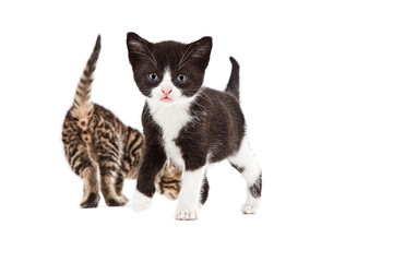 Kleine Katzenbabys am spielen