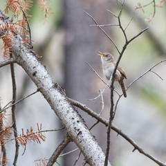 Singing rock wren