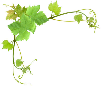 coin de vigne