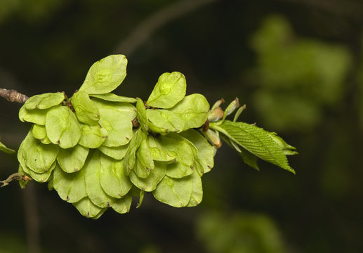 Flower elm