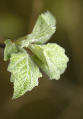 Spring twig aspen