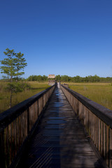 wet pedestrain walkway through florida wetland