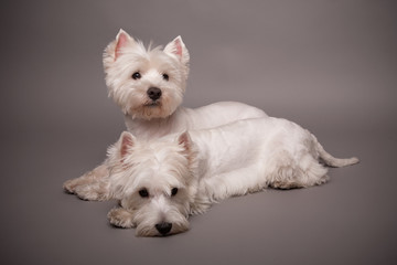 Two West Highland Terriers