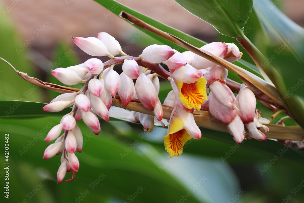 Wall mural closeup of shell ginger flower