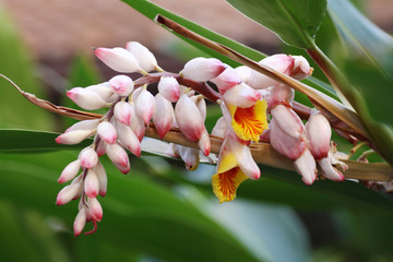Closeup of shell ginger flower