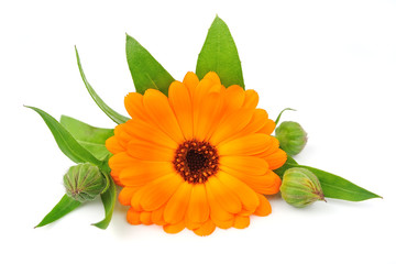 calendula flowers