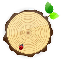 Cross section of tree trunk showing growth rings.