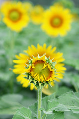 funny sunflower
